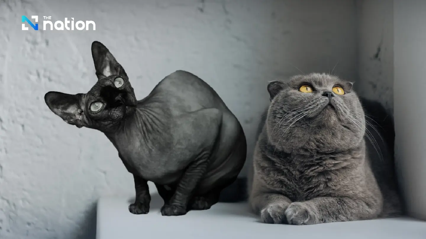 Netherlands bans new Scottish Fold and Sphynx ownership Netherlands bans new Scottish Fold and Sphynx ownership