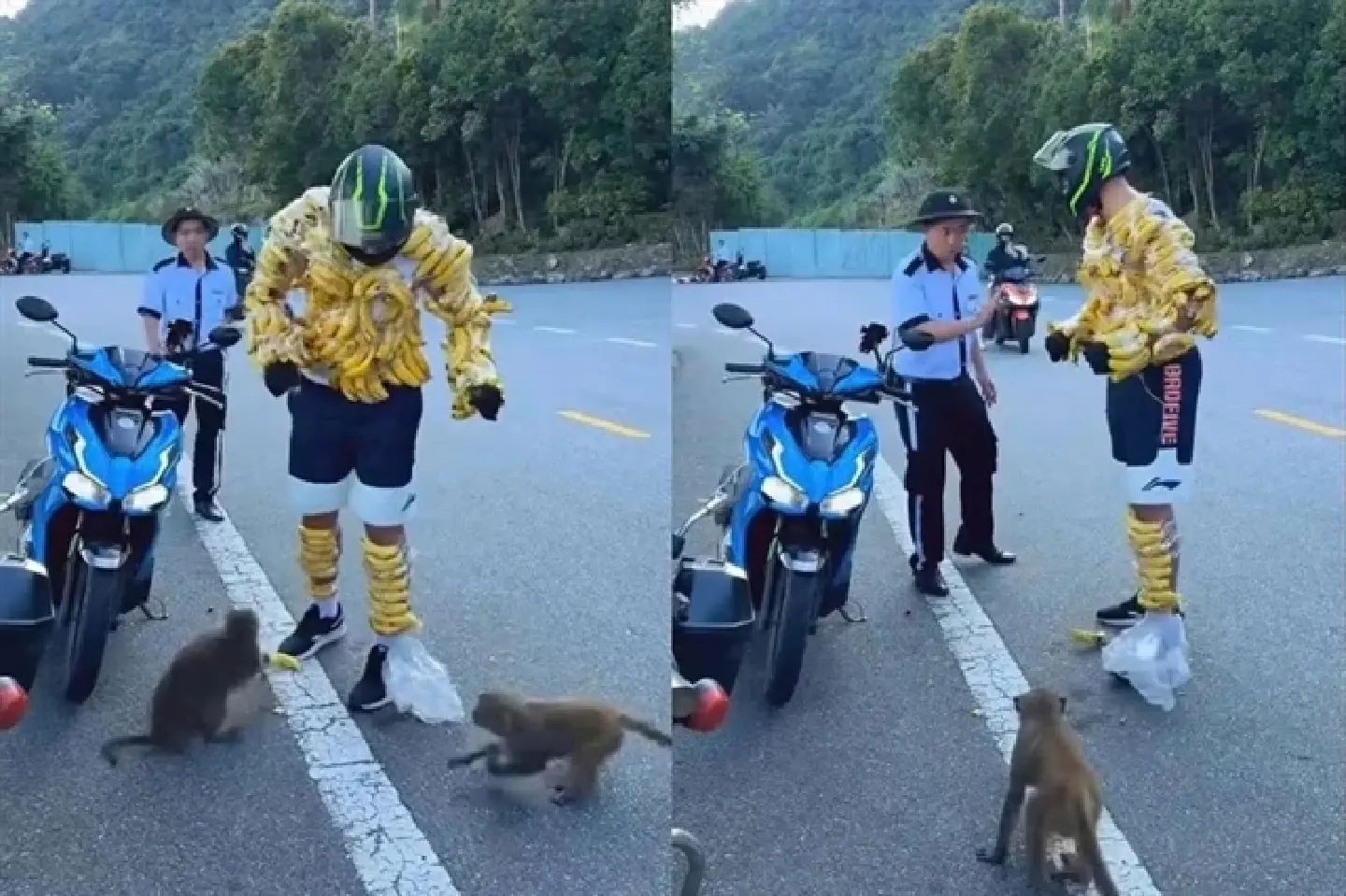 Foreign tourist wraps bananas around body to feed wild monkeys in Da Nang