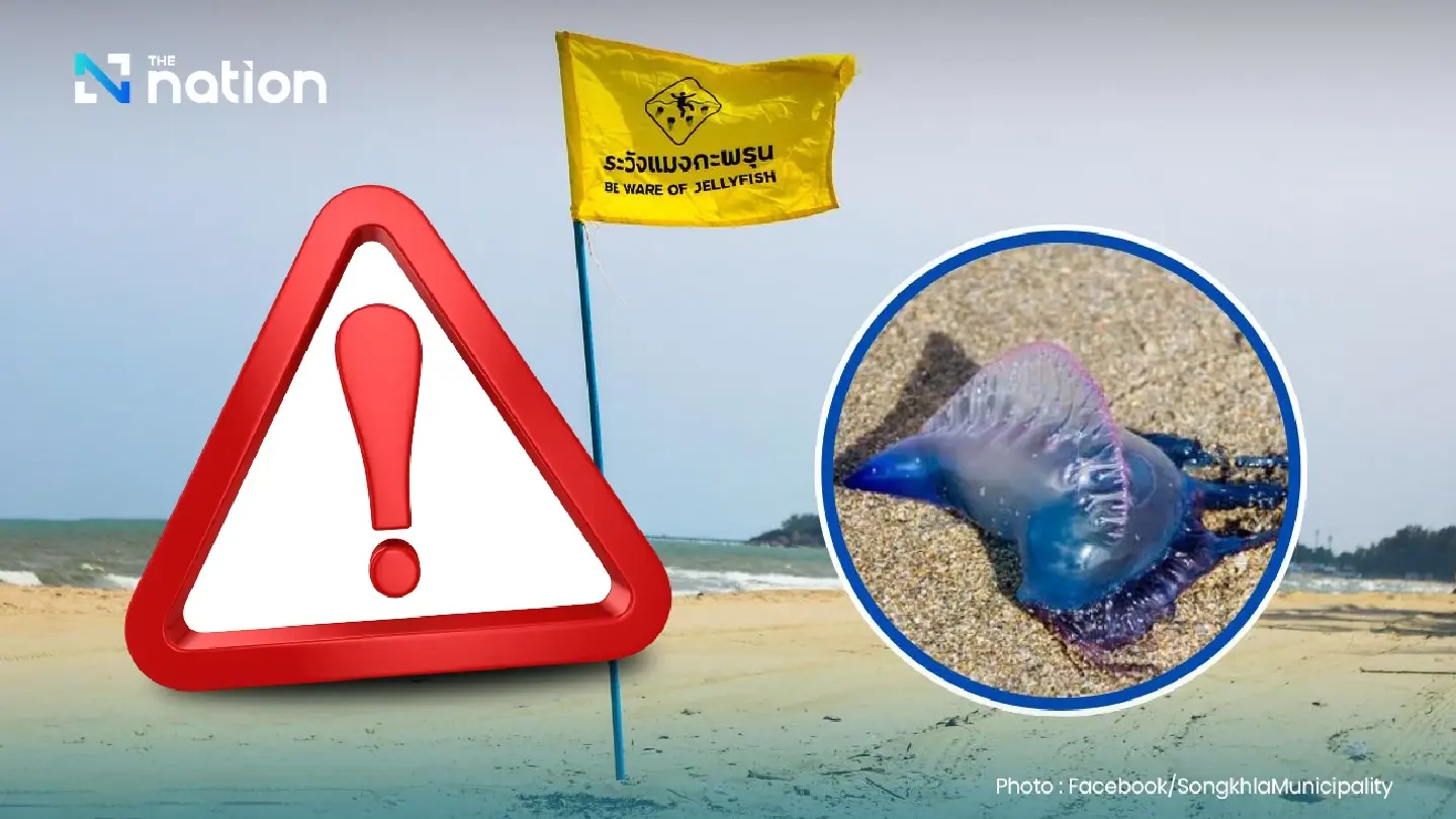 Songkhla steps up beach safety as venomous jellyfish season begins
