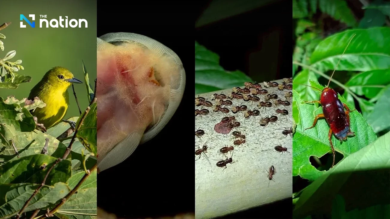 Doi Tung and community forests turned into global biodiversity data hubs to tackle the climate crisis