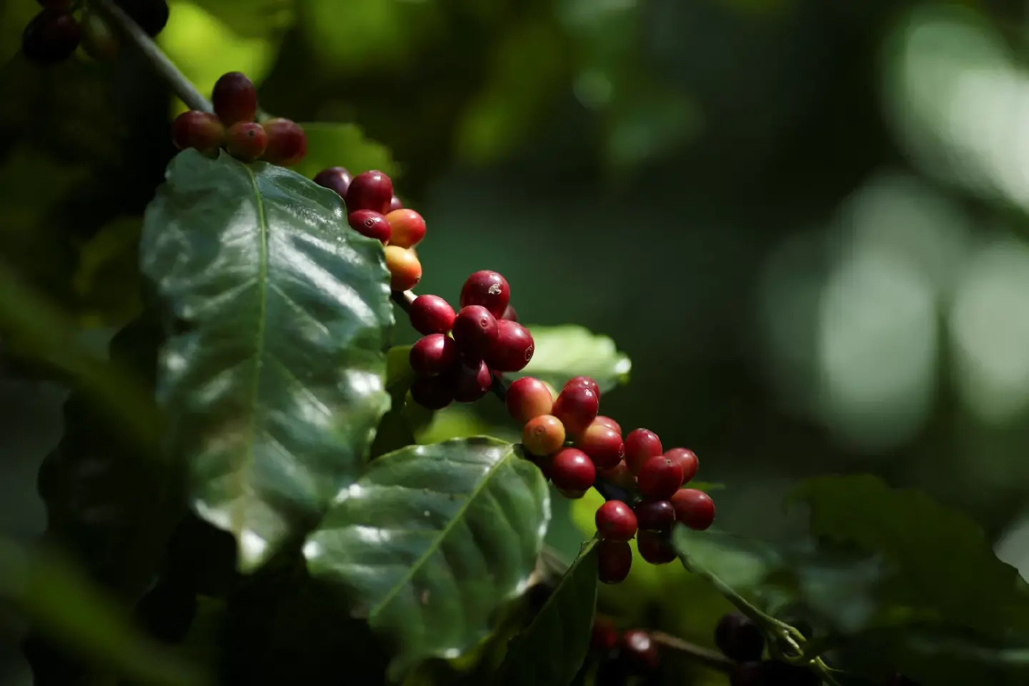 Vietnamese police seize over 7 tons of fake coffee made from soybeans