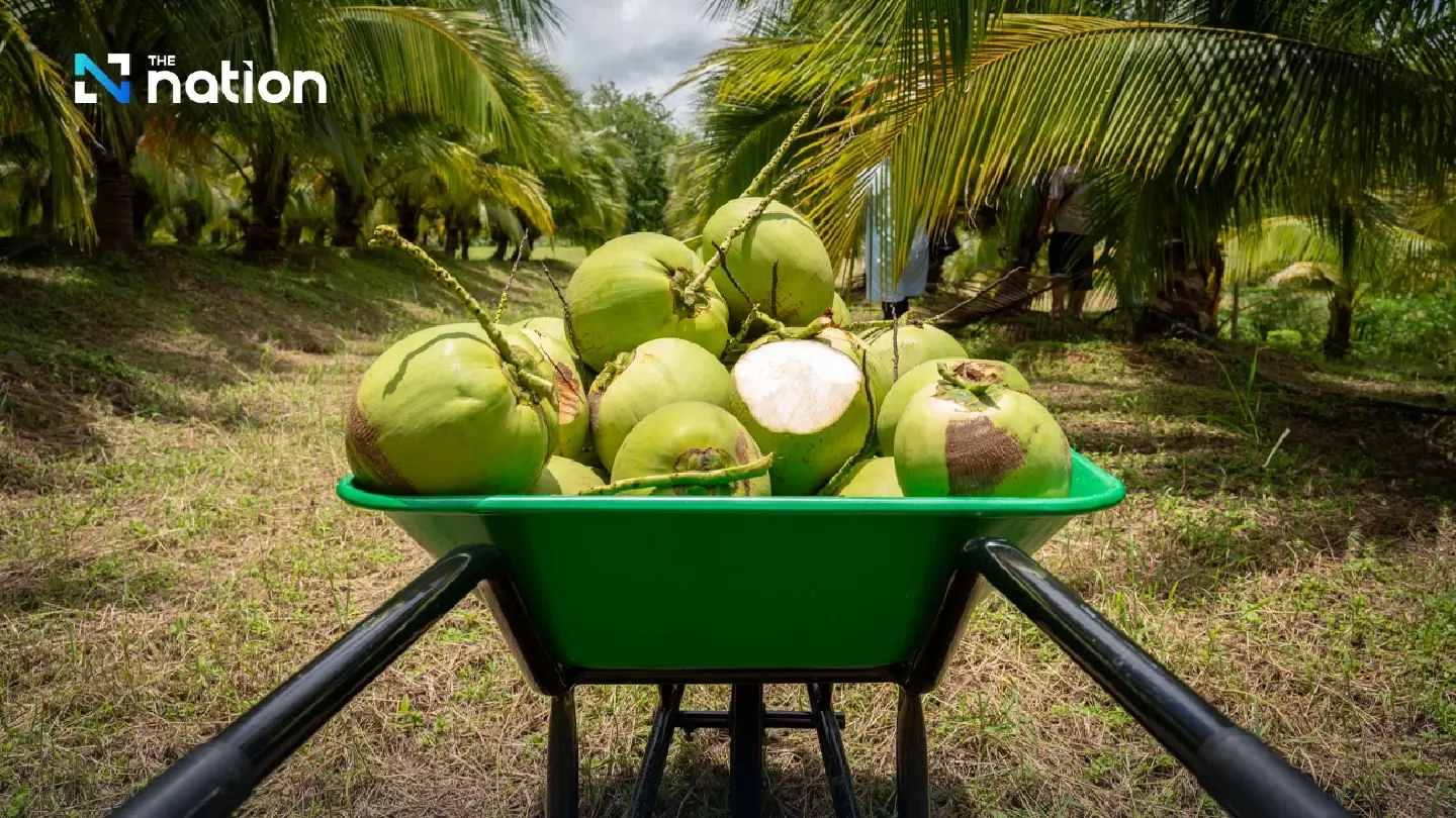 Nam Hom coconut prices fall; Suphajee orders action, nominee checks, export push Nam Hom coconut prices fall; Suphajee orders action, nominee checks, export push