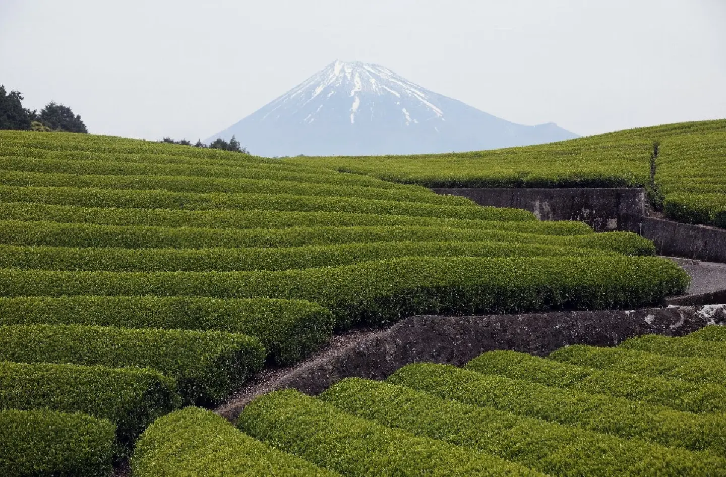 Shizuoka aims to reclaim top tea status with matcha focus Shizuoka aims to reclaim top tea status with matcha focus