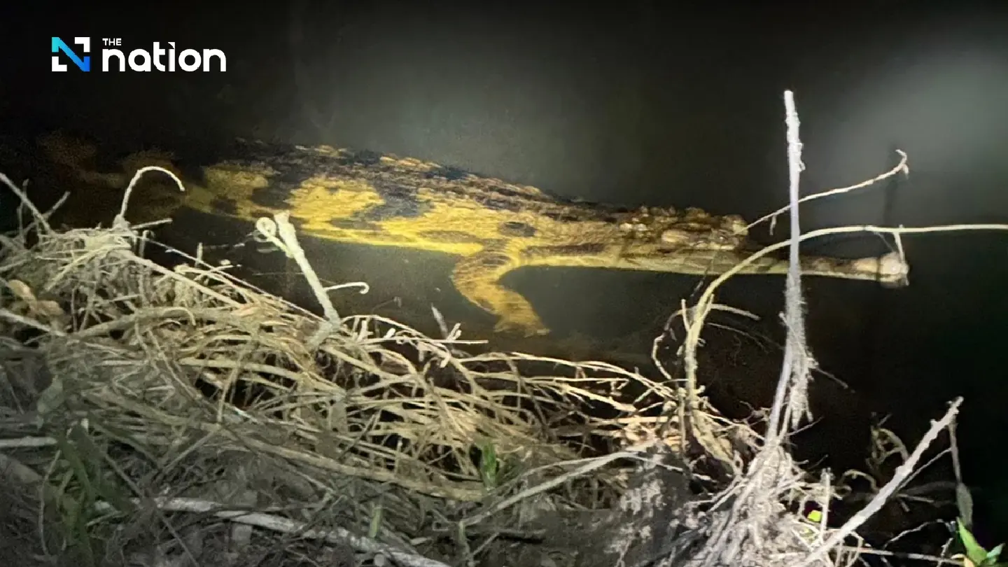 'Extinct' No More: Predatory Legend Rediscovered in Southern Thailand’s Peatlands
