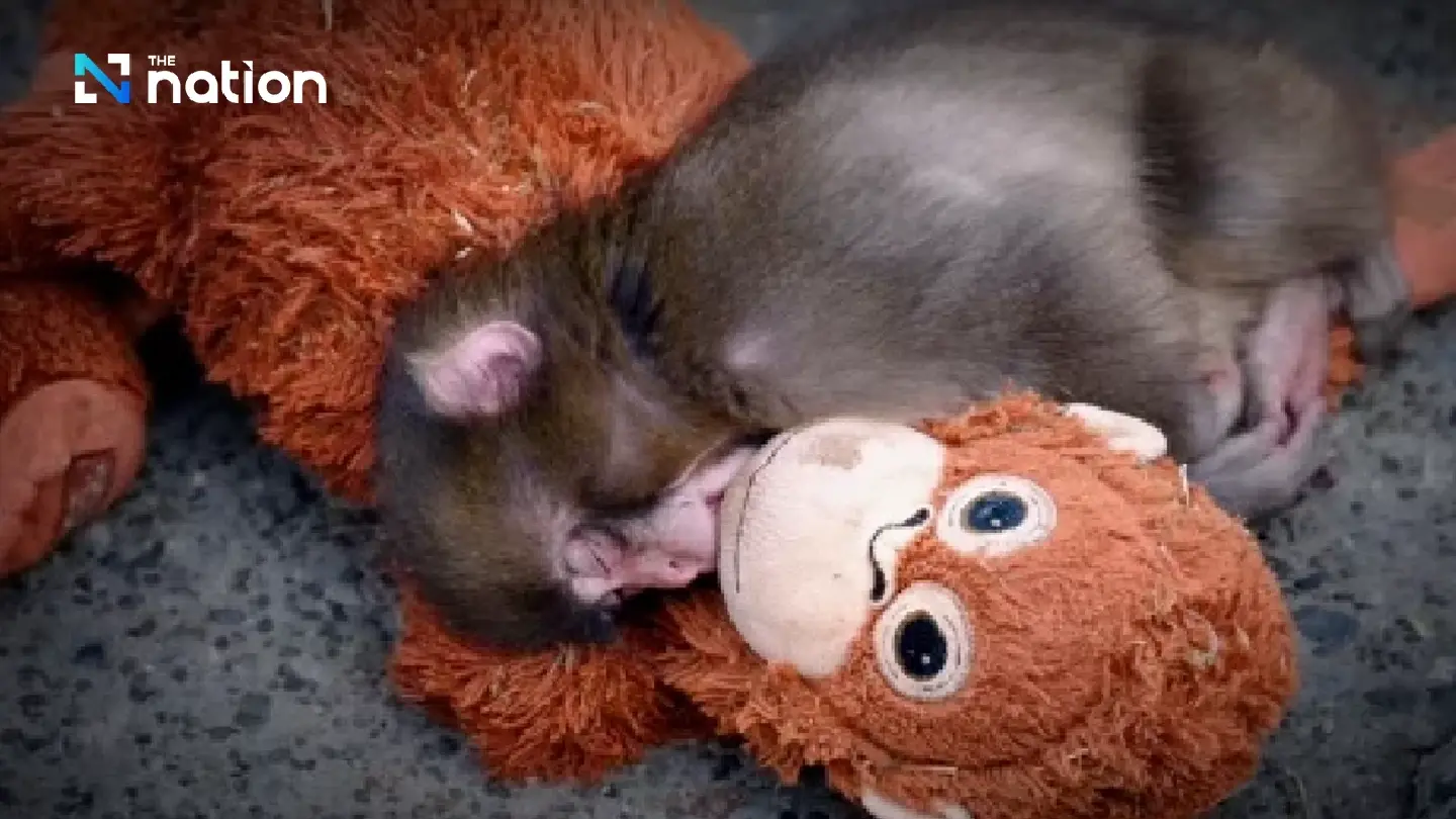 Punch-kun: abandoned baby monkey finds comfort in orangutan plush Punch-kun: abandoned baby monkey finds comfort in orangutan plush