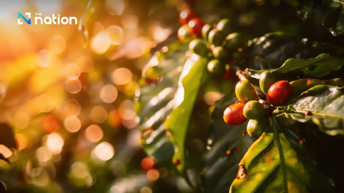 Thailand ranks third globally as 30°C-plus days rise by 75, threatening coffee Thailand ranks third globally as 30°C-plus days rise by 75, threatening coffee
