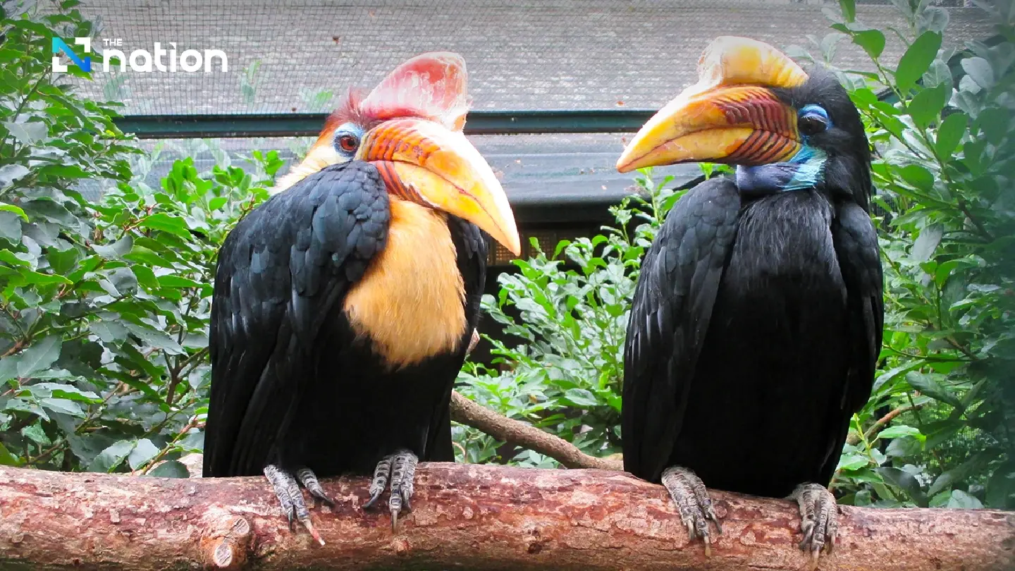 13 February: Love Hornbill Day – A symbol of true love and commitment