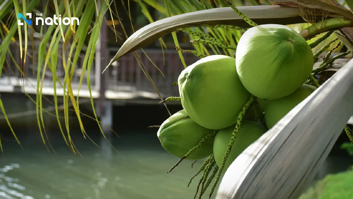 Thai Aromatic Coconut Industry on Brink of Collapse as Prices Plummet to 1 Baht Thai Aromatic Coconut Industry on Brink of Collapse as Prices Plummet to 1 Baht