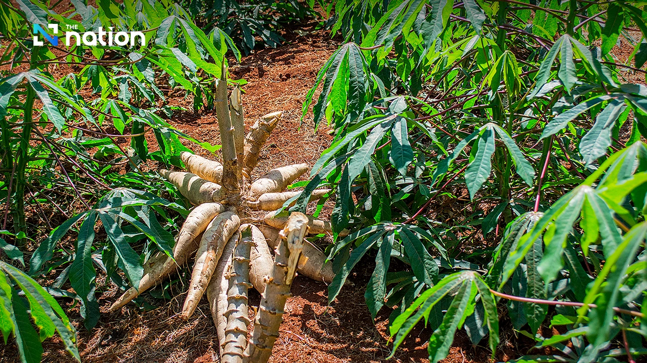 Thailand to Pivot Towards Japan in Major 2026 Cassava Export Drive