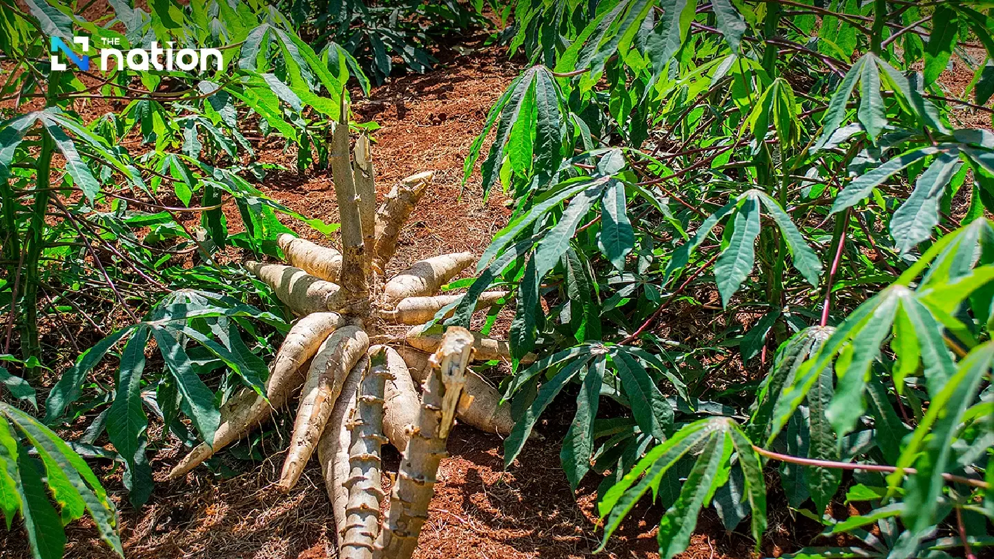 Thailand to Pivot Towards Japan in Major 2026 Cassava Export Drive