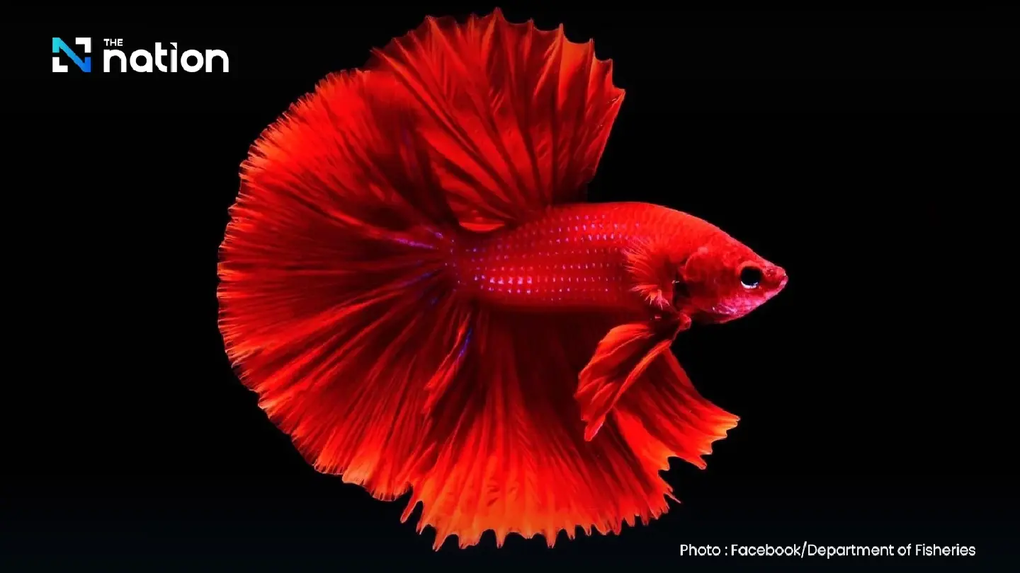New standards and judging rules aim to elevate Thai betta fish worldwide New standards and judging rules aim to elevate Thai betta fish worldwide