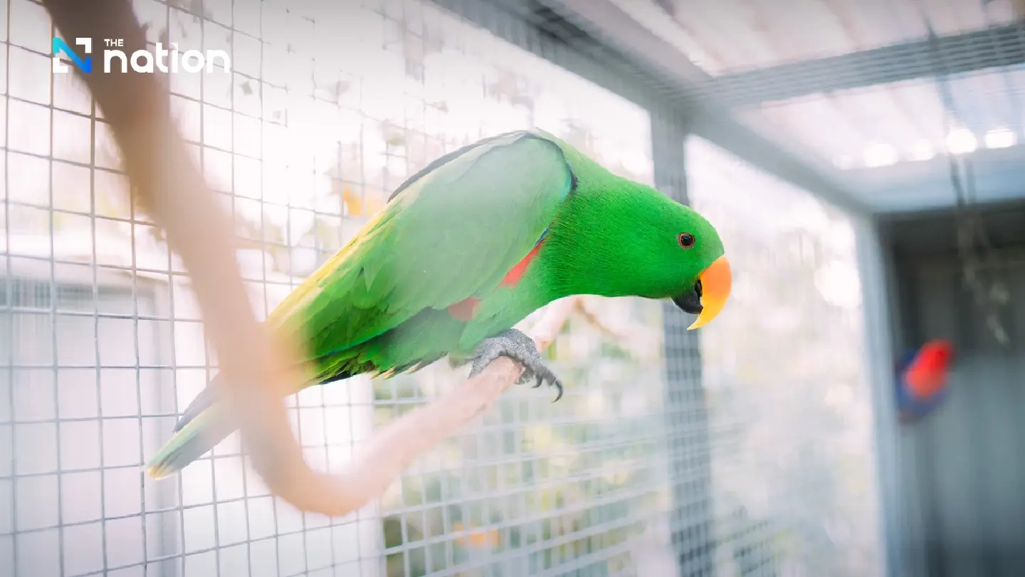 Thailand confirms first parrot fever case and urges caution among bird owners