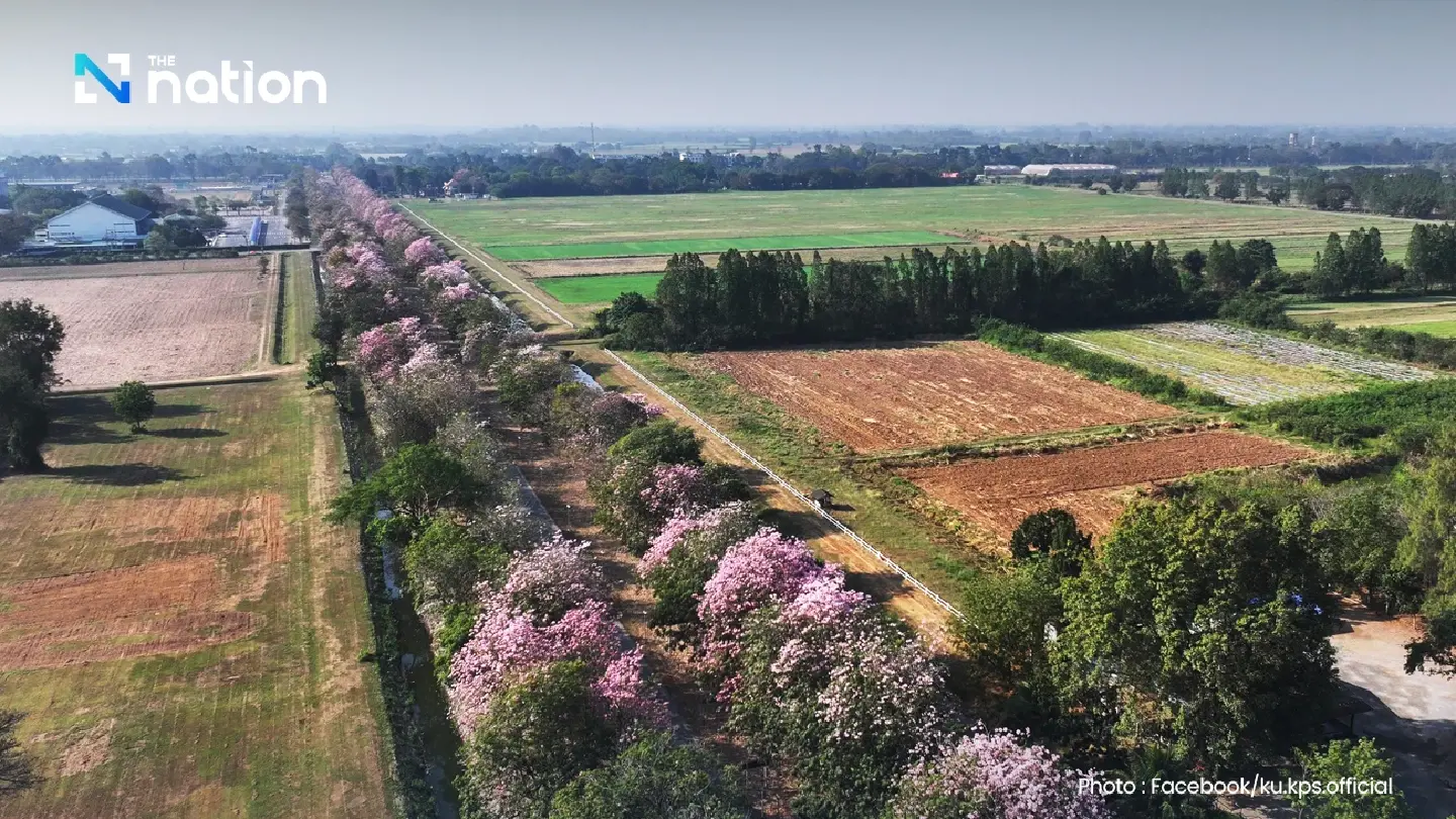 Seeing Pink: Kasetsart’s Iconic ‘Thai Sakura’ Road Prepares for 2026 Peak Bloom