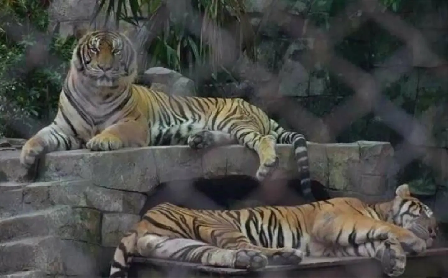 Probe underway after 72 tigers die at Chiang Mai tiger parks Probe underway after 72 tigers die at Chiang Mai tiger parks