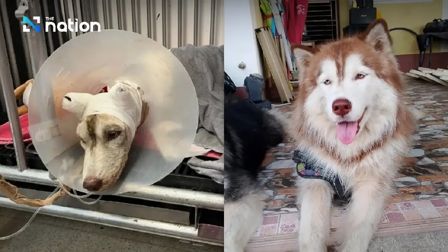 Songkhla police arrest 56-year-old over husky 'Molly' cruelty case Songkhla police arrest 56-year-old over husky 'Molly' cruelty case