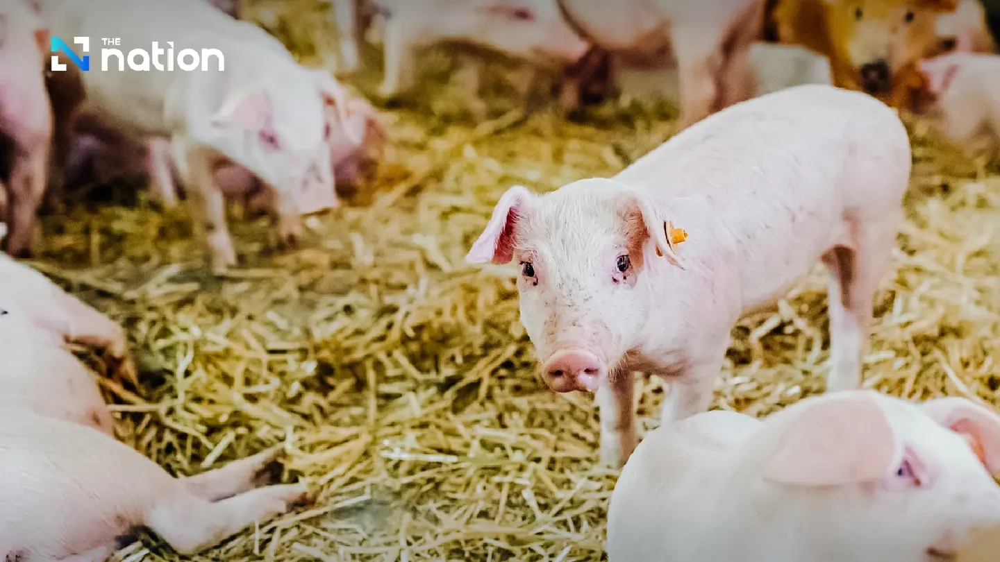 Malaysia approves Thai pork imports for 2026, targeting 4bn baht in exports