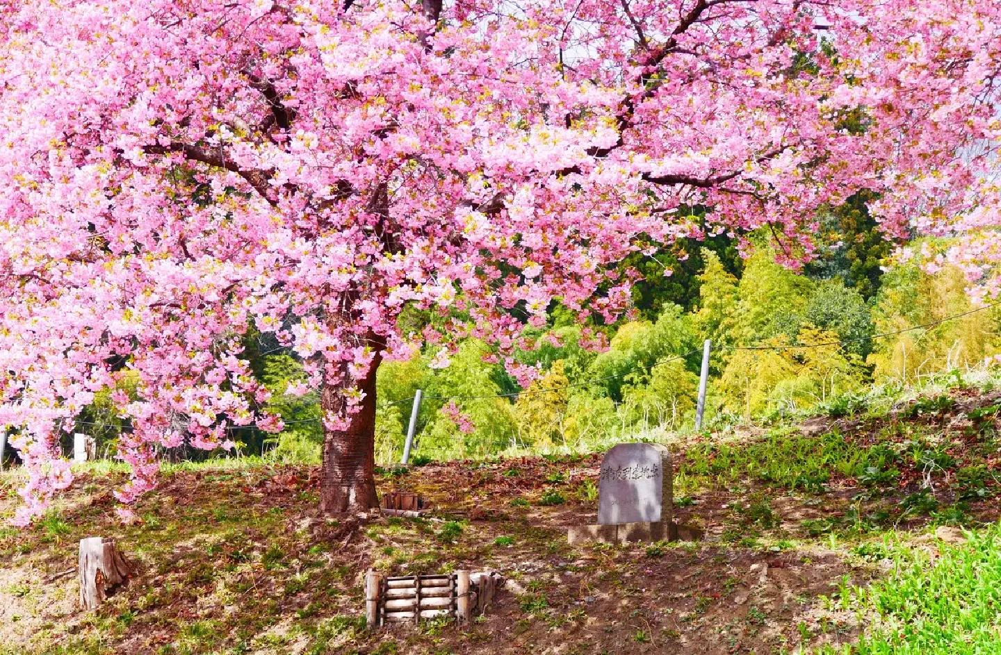 15 years on: Flowers bloom in Tohoku as symbol of resilience 15 years on: Flowers bloom in Tohoku as symbol of resilience