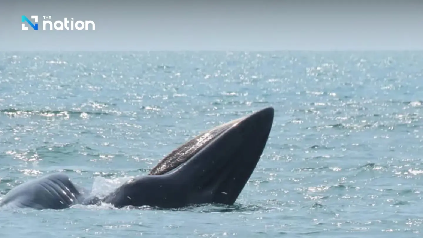 National Parks of Thailand urges action to restore seas on World Whale Day National Parks of Thailand urges action to restore seas on World Whale Day