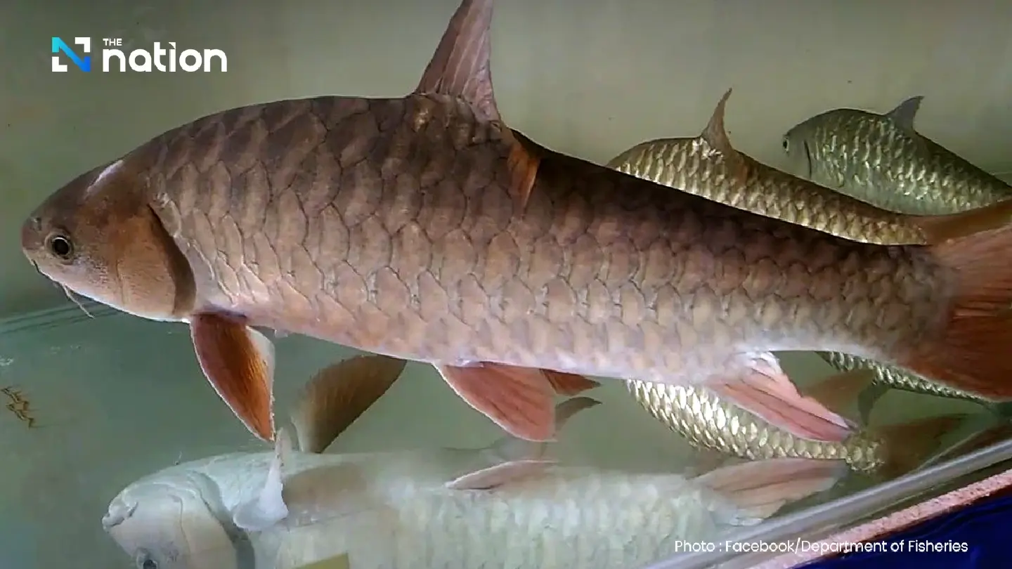 Yala pushes "Pink Mahseer" as new GI product to elevate southern border economy Yala pushes "Pink Mahseer" as new GI product to elevate southern border economy