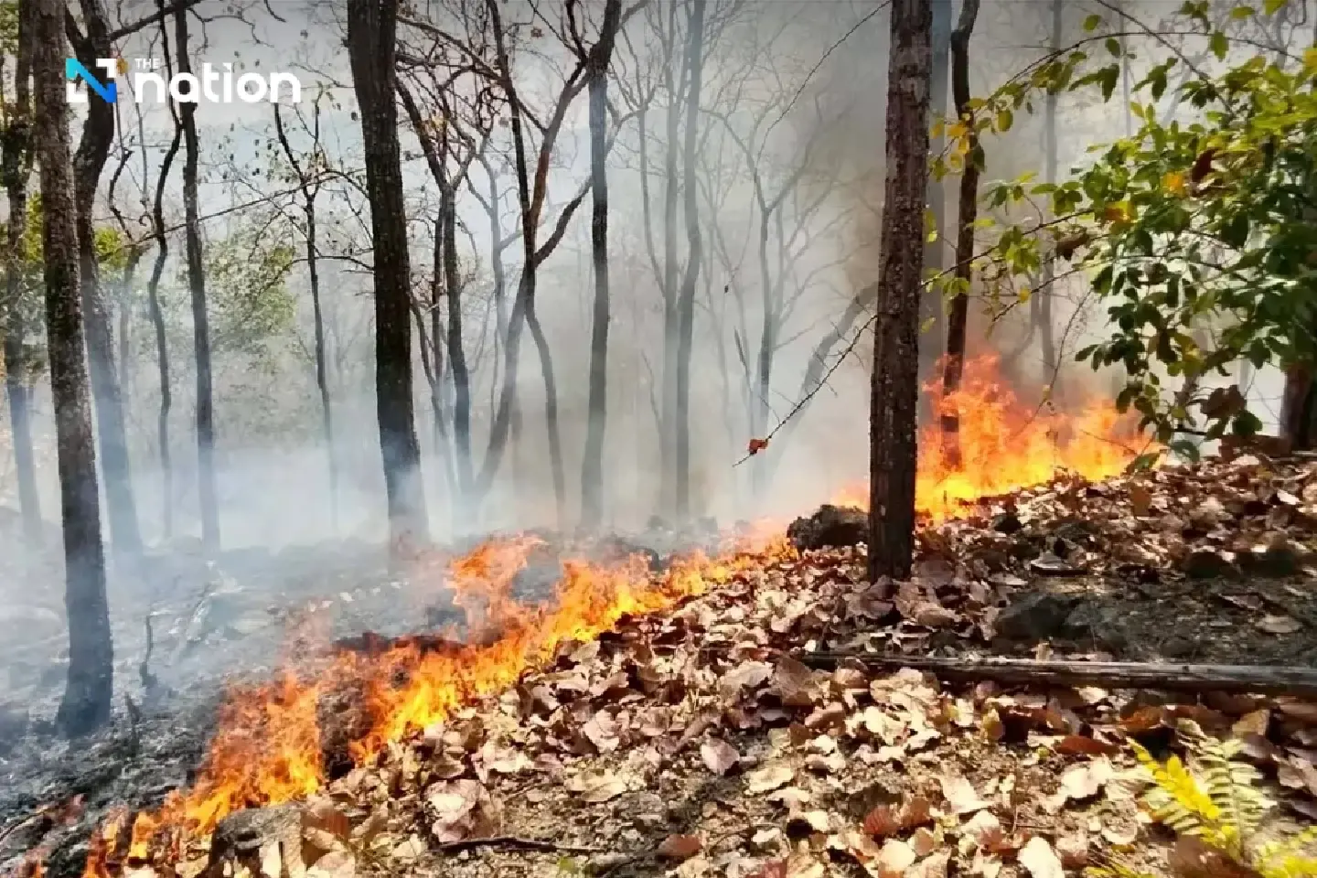 DNP tightens fire control across 14 forest groups, sets 3,000 checkpoints nationwide DNP tightens fire control across 14 forest groups, sets 3,000 checkpoints nationwide