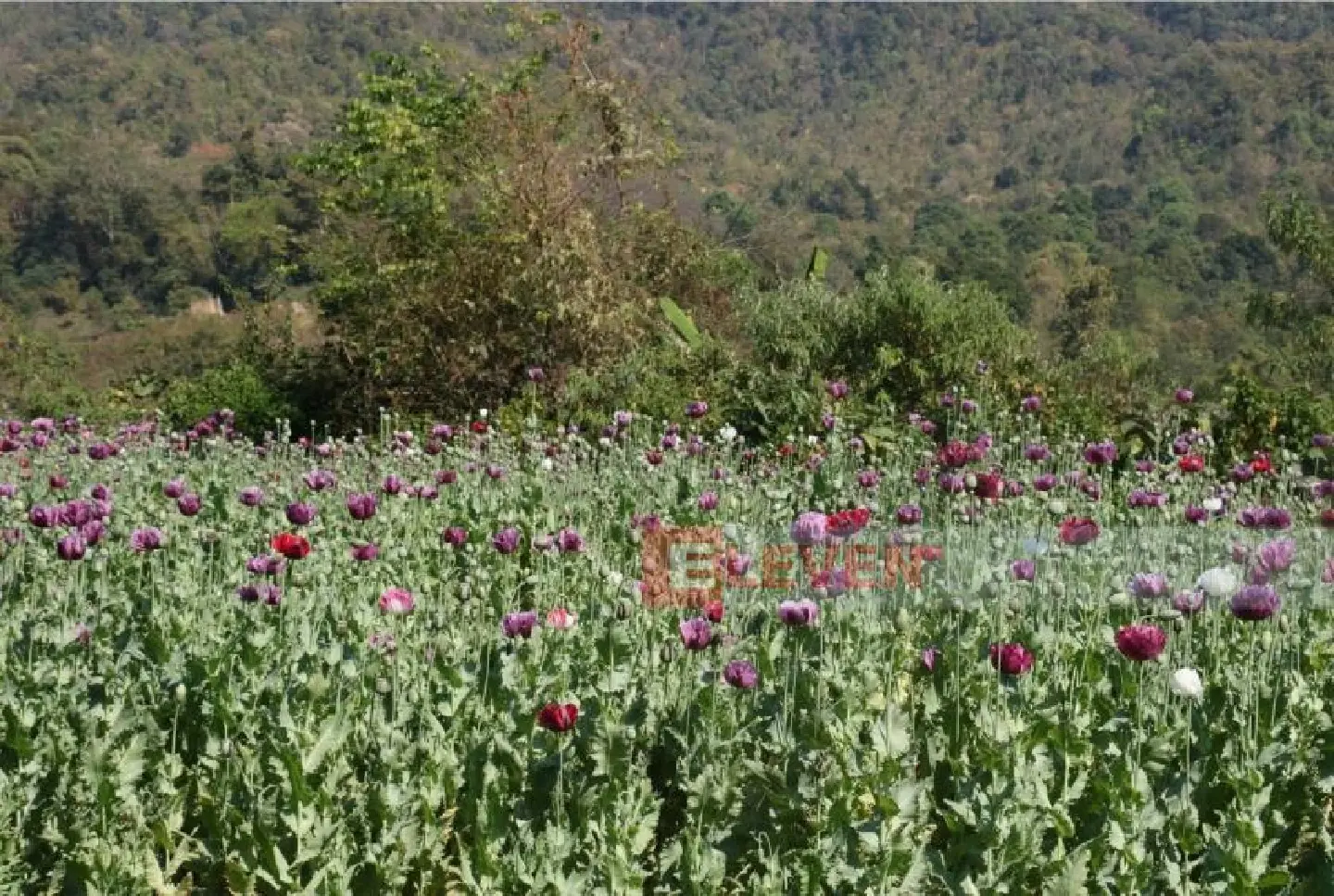 Opium cultivation declines in Southern Hsihseng Area of Shan State, PNO Official Says