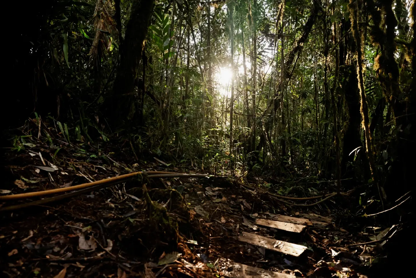 Sompo Japan to launch drone-based forest research