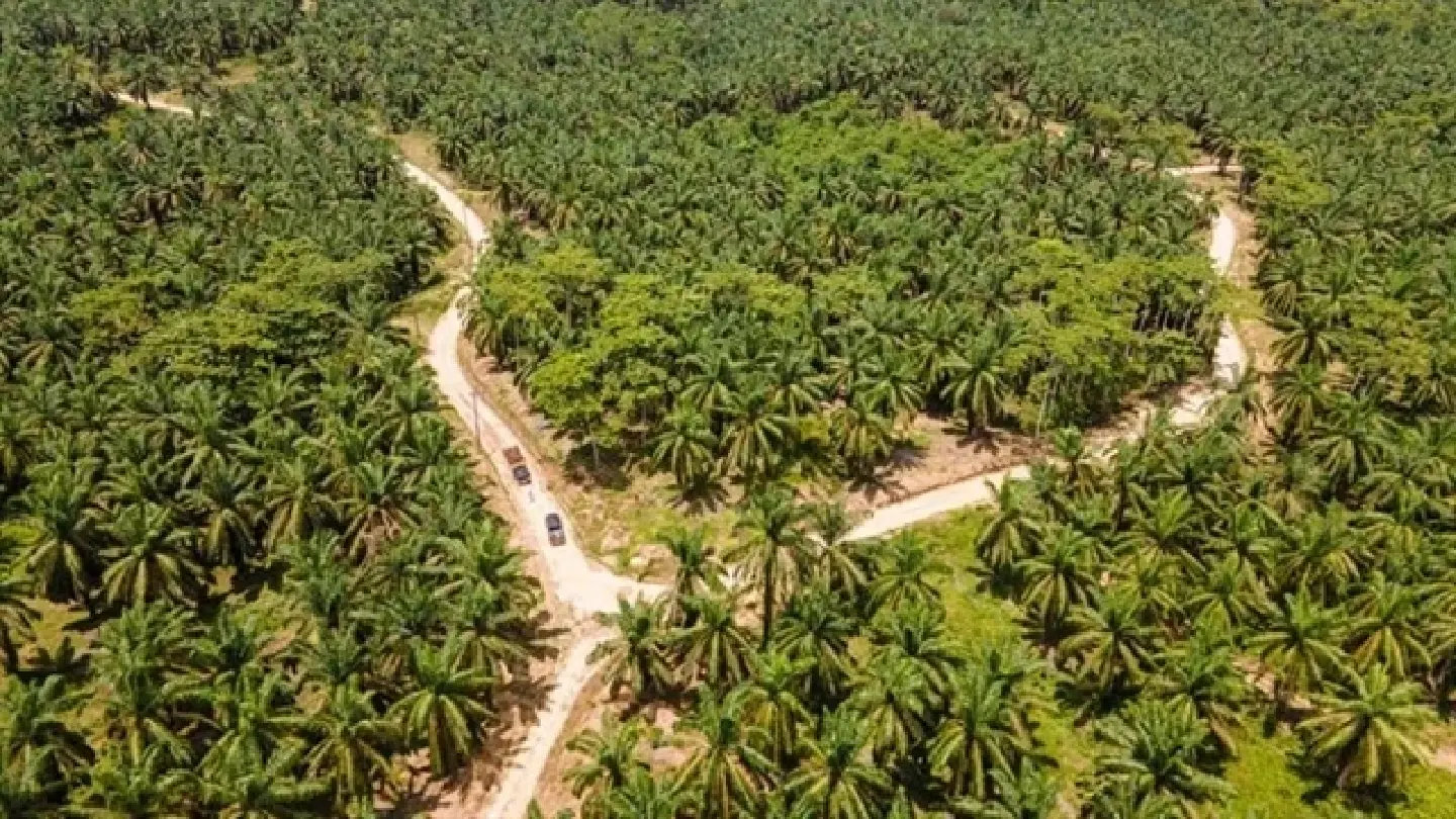 Indonesia poised for end to EU’s discriminatory palm oil rules as WTO deadline passes