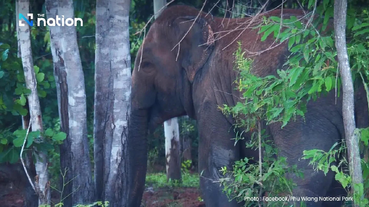 Wild elephant ‘Sido Hoo-pub’ dies in relocation; DNP cites airway blockage, stress