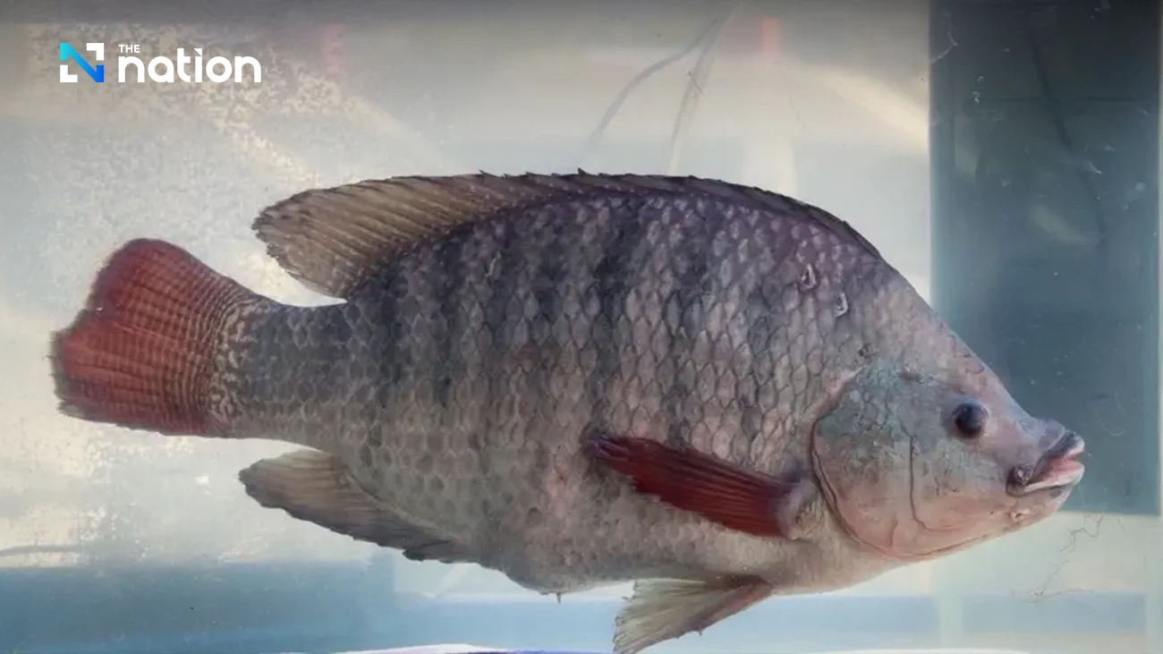 Commerce Ministry registers Sai Nam Lai Betong Tilapia as Yala’s sixth GI product