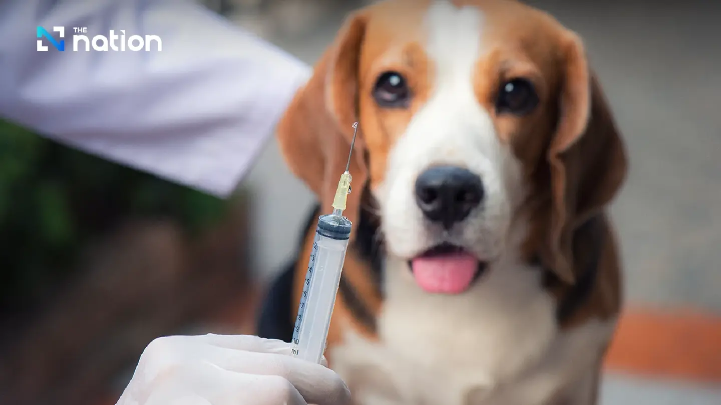 Thailand reports first rabies death of 2026 after man ignores puppy bite