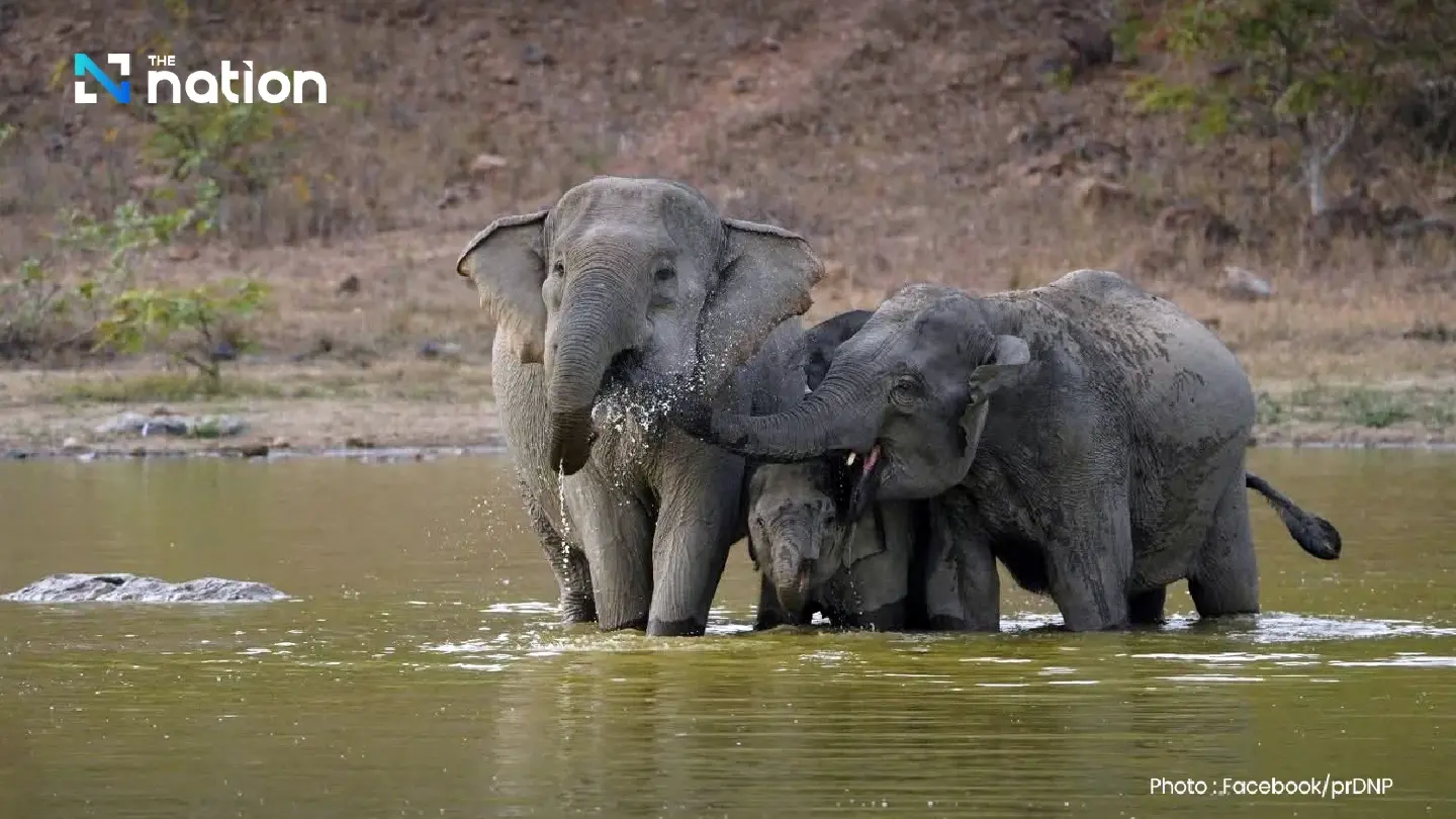 Symbols of Sovereignty: Thailand Honours National Icon on National Elephant Day