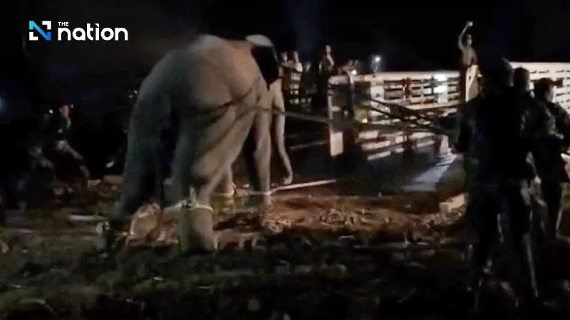 Probe finds wild elephant died from aspiration, not official