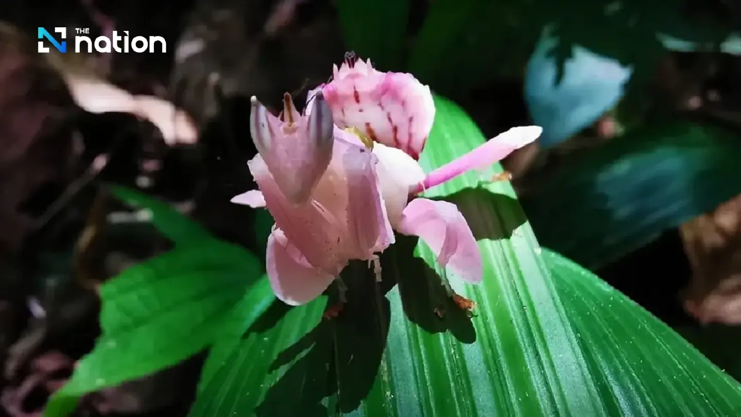 Rare pink orchid mantis spotted at Than To waterfall in Yala’s Bang Lang National Park