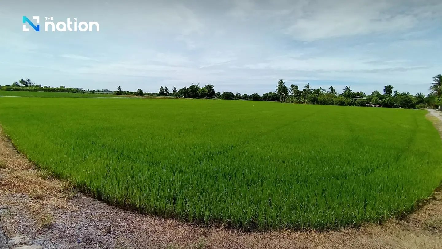Thailand’s low-carbon rice model emerges from Central Plains farmers