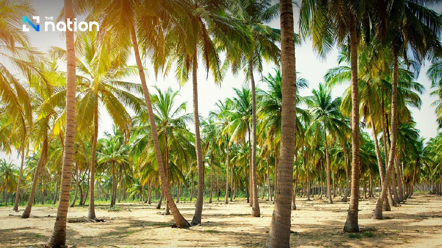 Thai Ministry to Confront 20 Firms Over Coconut Price Crisis