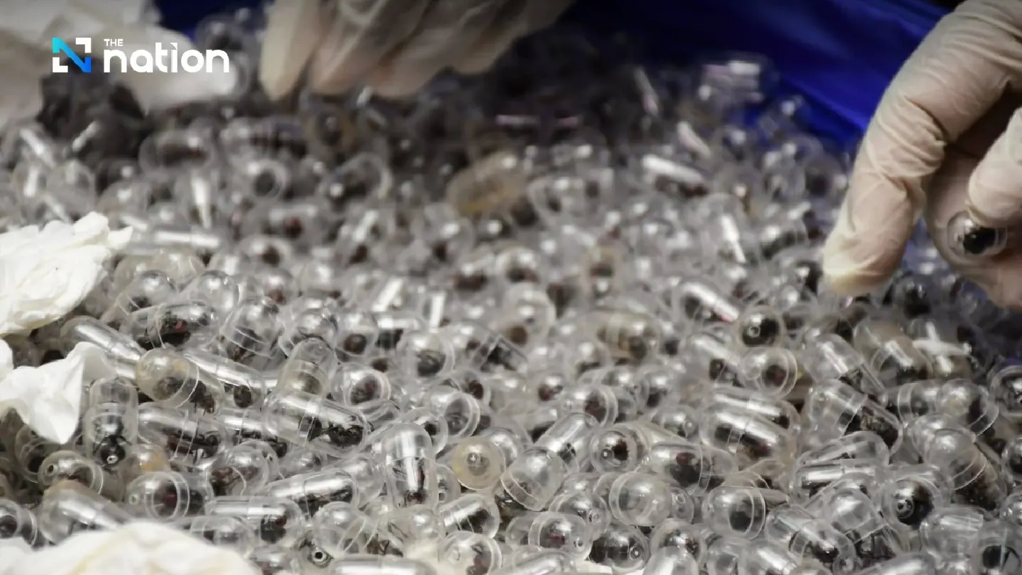 New wildlife trafficking trend emerges in live ant trade across three nations New wildlife trafficking trend emerges in live ant trade across three nations