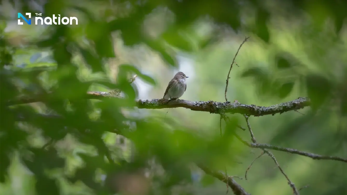 Forests lose diversity as large birds vanish and average bird size shrinks 72%