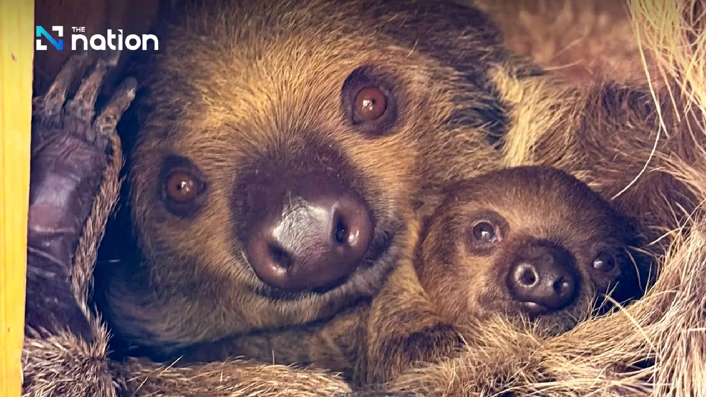 Khao Kheow Open Zoo reveals adorable newborn two-toed sloth