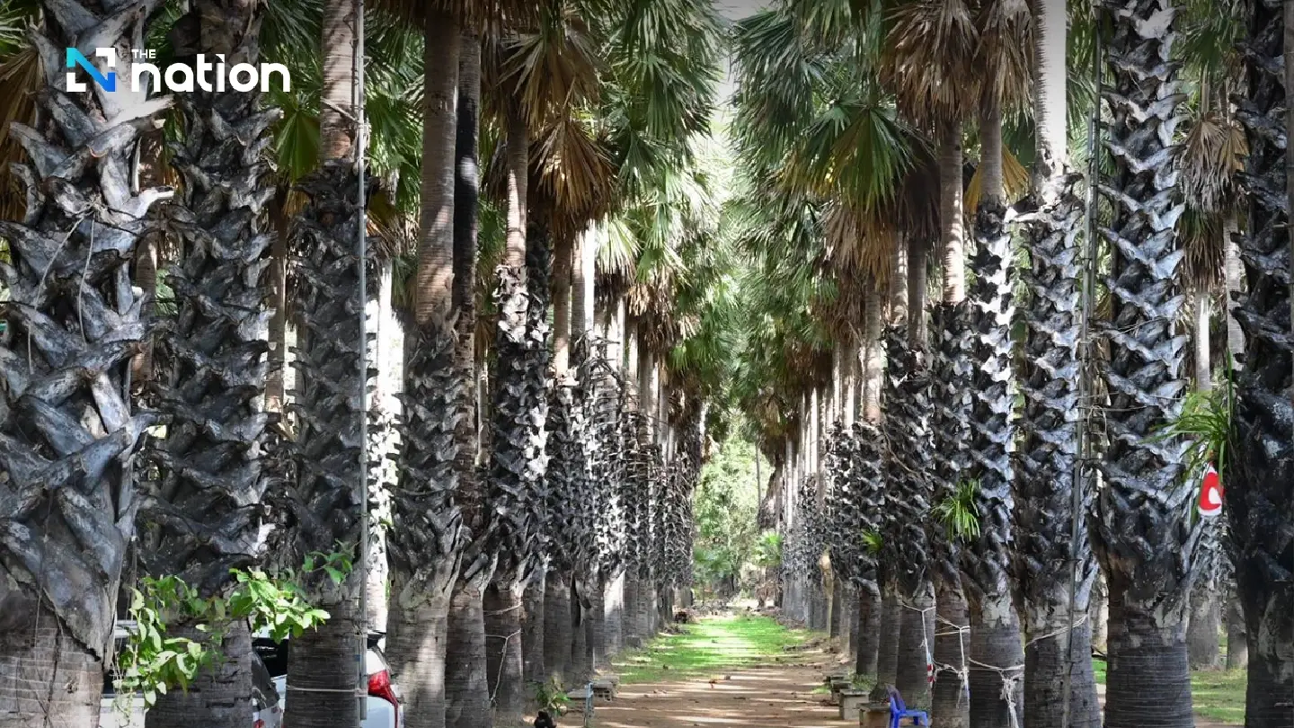 Phetchaburi’s palm sugar: the sweet heart of the “City of Three Flavours” Phetchaburi’s palm sugar: the sweet heart of the “City of Three Flavours”