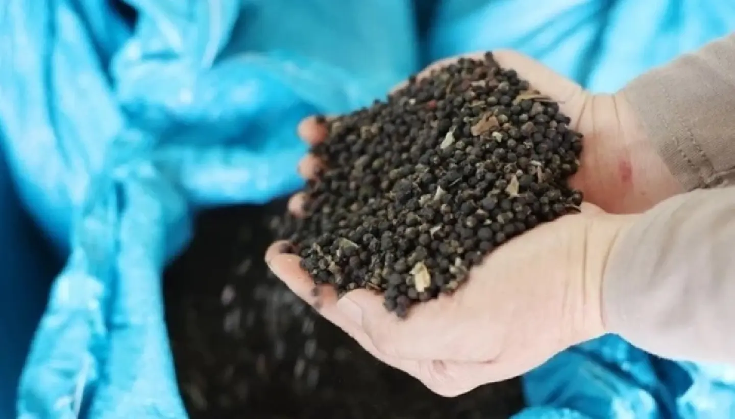 Vietnam takes lead in Thailand's fast-growing pepper trade