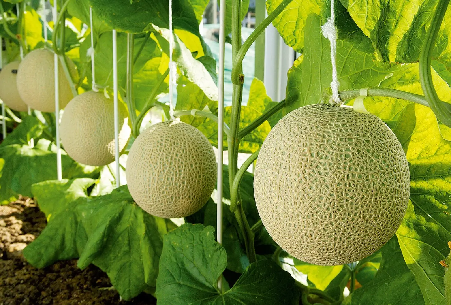 Shizuoka's premium melons enter Australia's luxury market