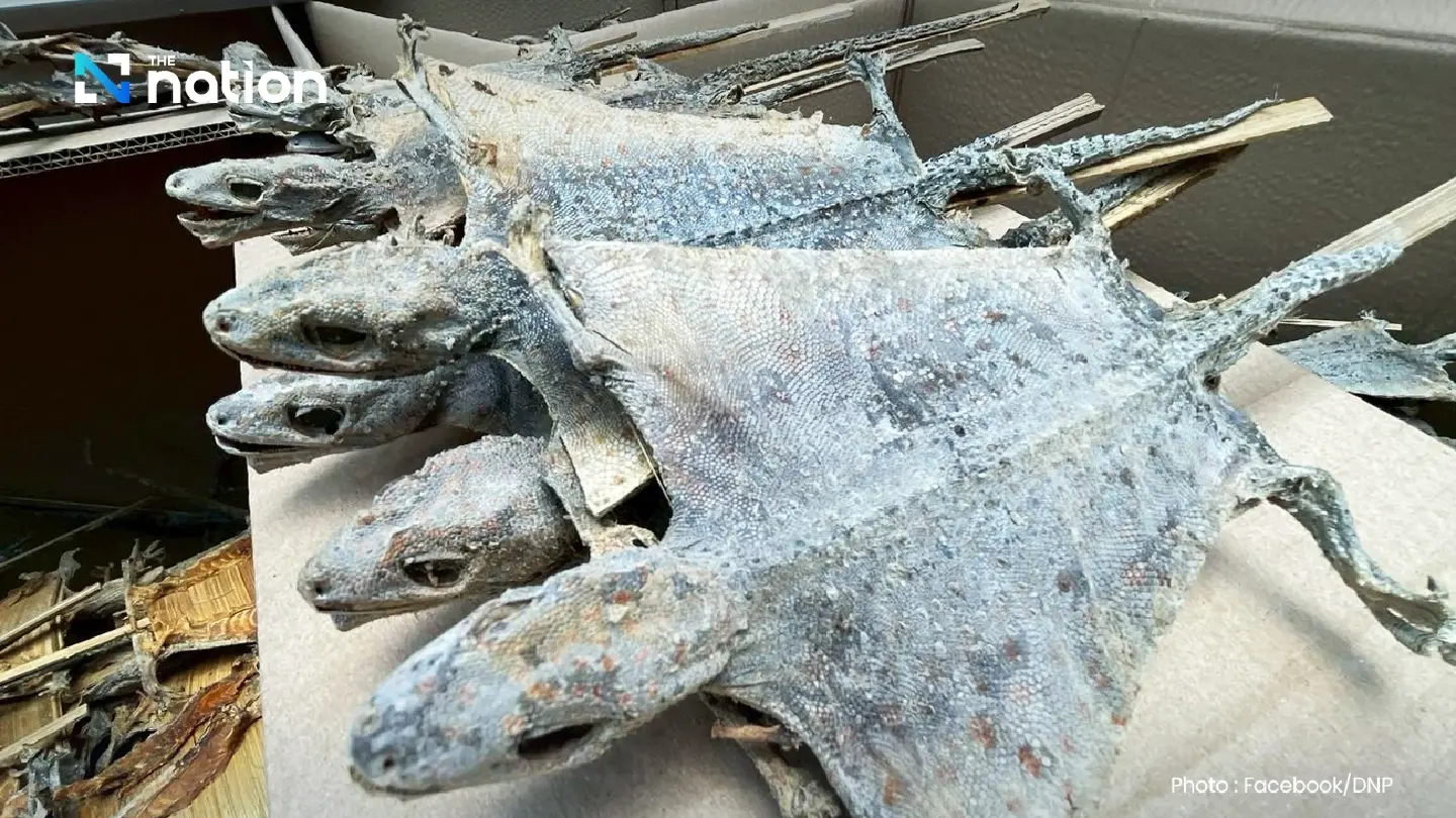 Officials seize 124,000 dried geckos in Pathum Thani warehouse raid