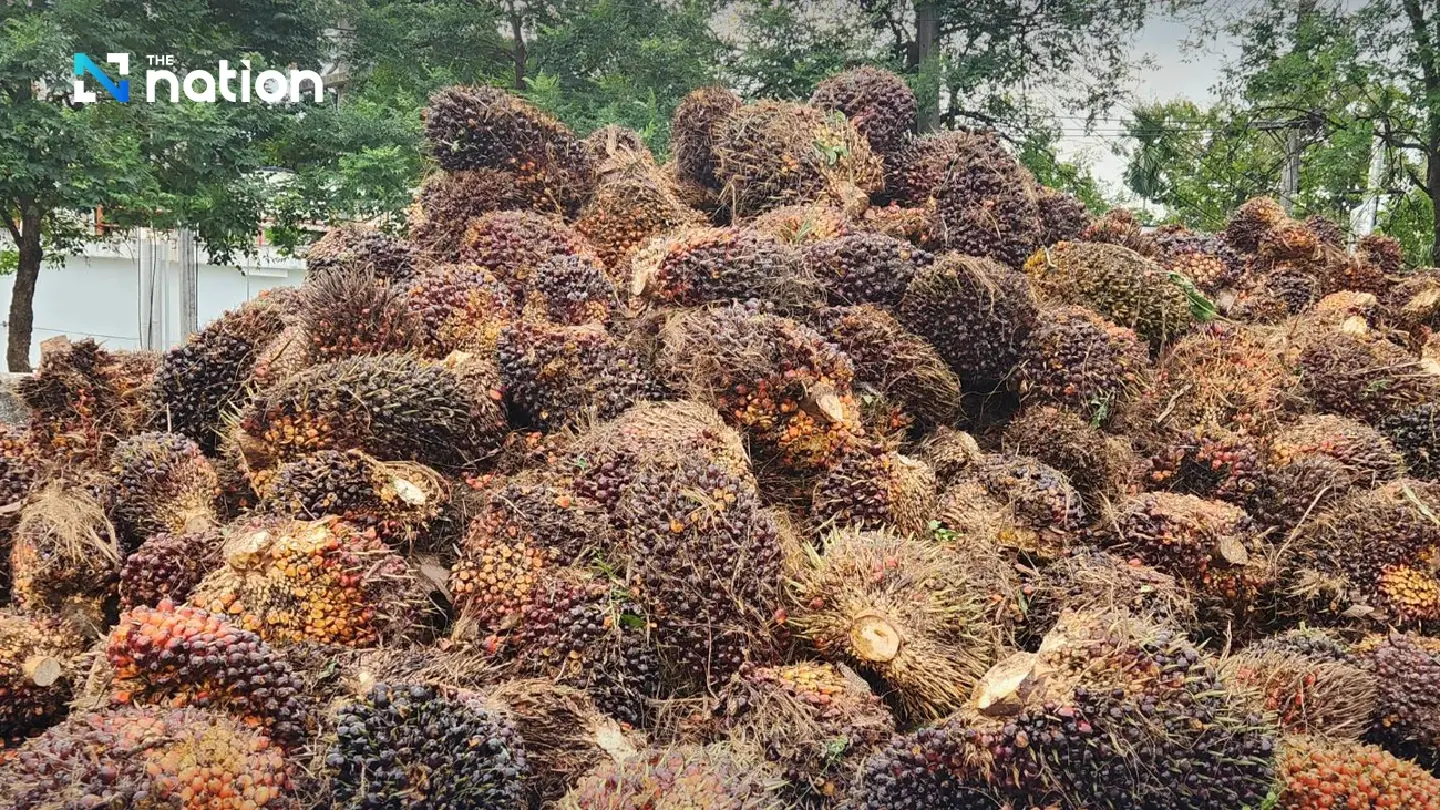 Thailand tightens crude palm oil export controls Thailand tightens crude palm oil export controls