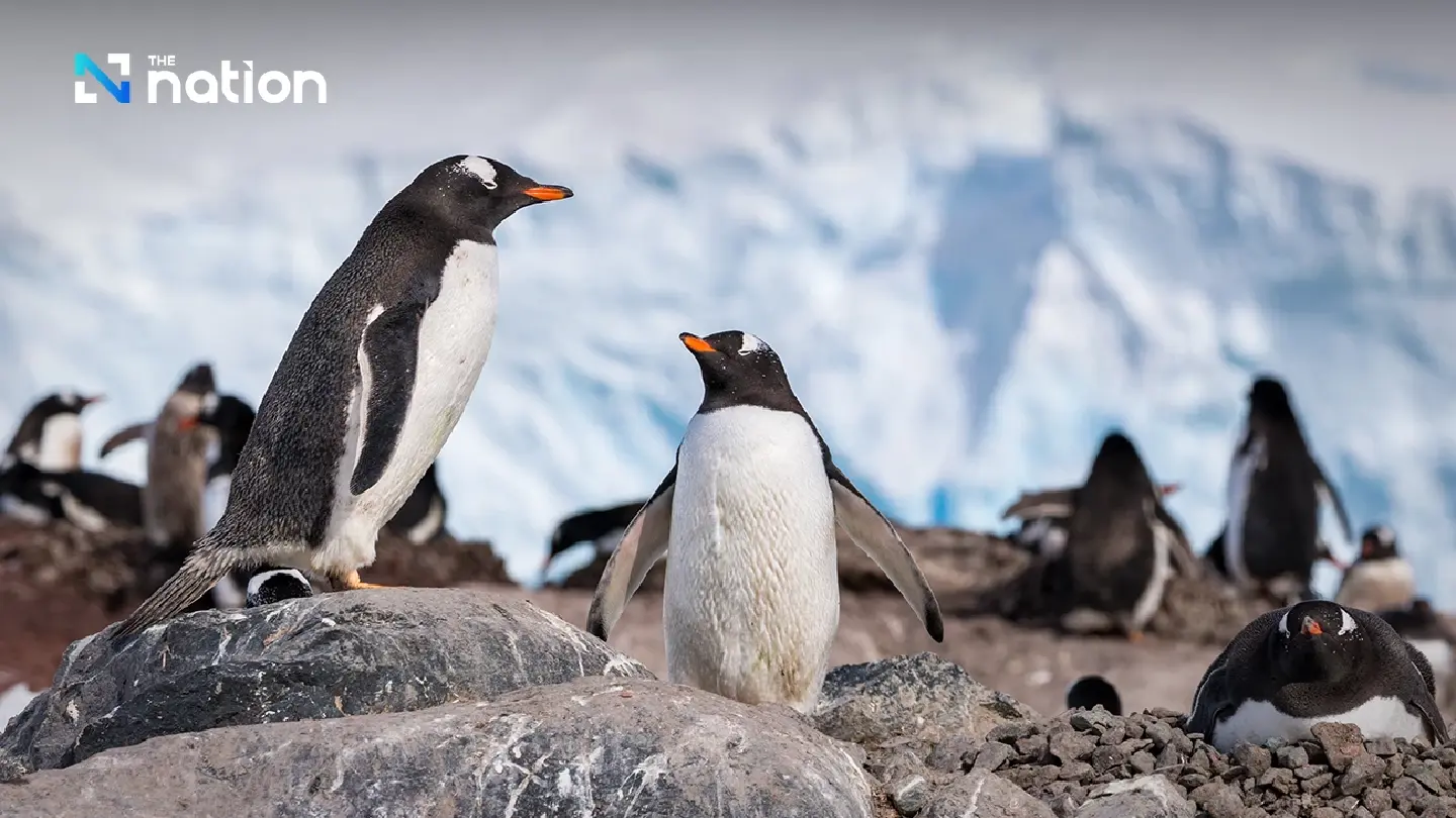World Penguin Day 2026 warns of extinction threat from warming seas
