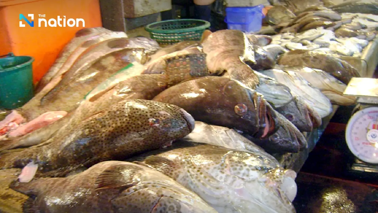 ASEAN fishing crisis: fish stocks down up to 95% as overfishing and illegal catch outpace recovery