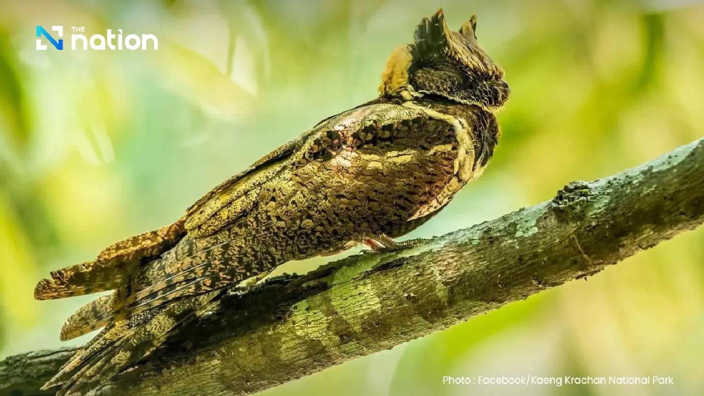 Rare Great Eared Nightjar sighting draws interest in Thailand Rare Great Eared Nightjar sighting draws interest in Thailand