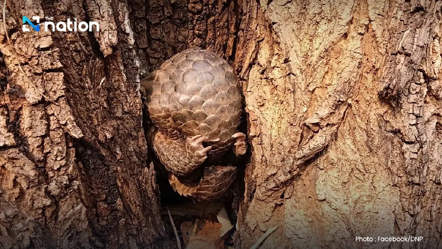 Injured pangolin rescued from Mae Hong Son park wildfire ordeal