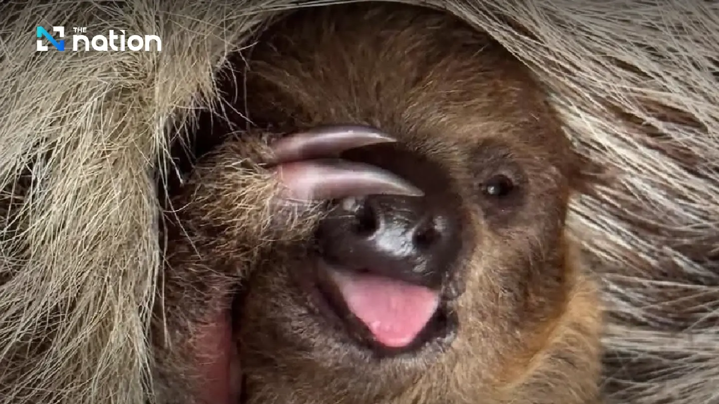 Name the Newcomer: Khao Kheow Open Zoo Launches Public Vote for Baby Sloth