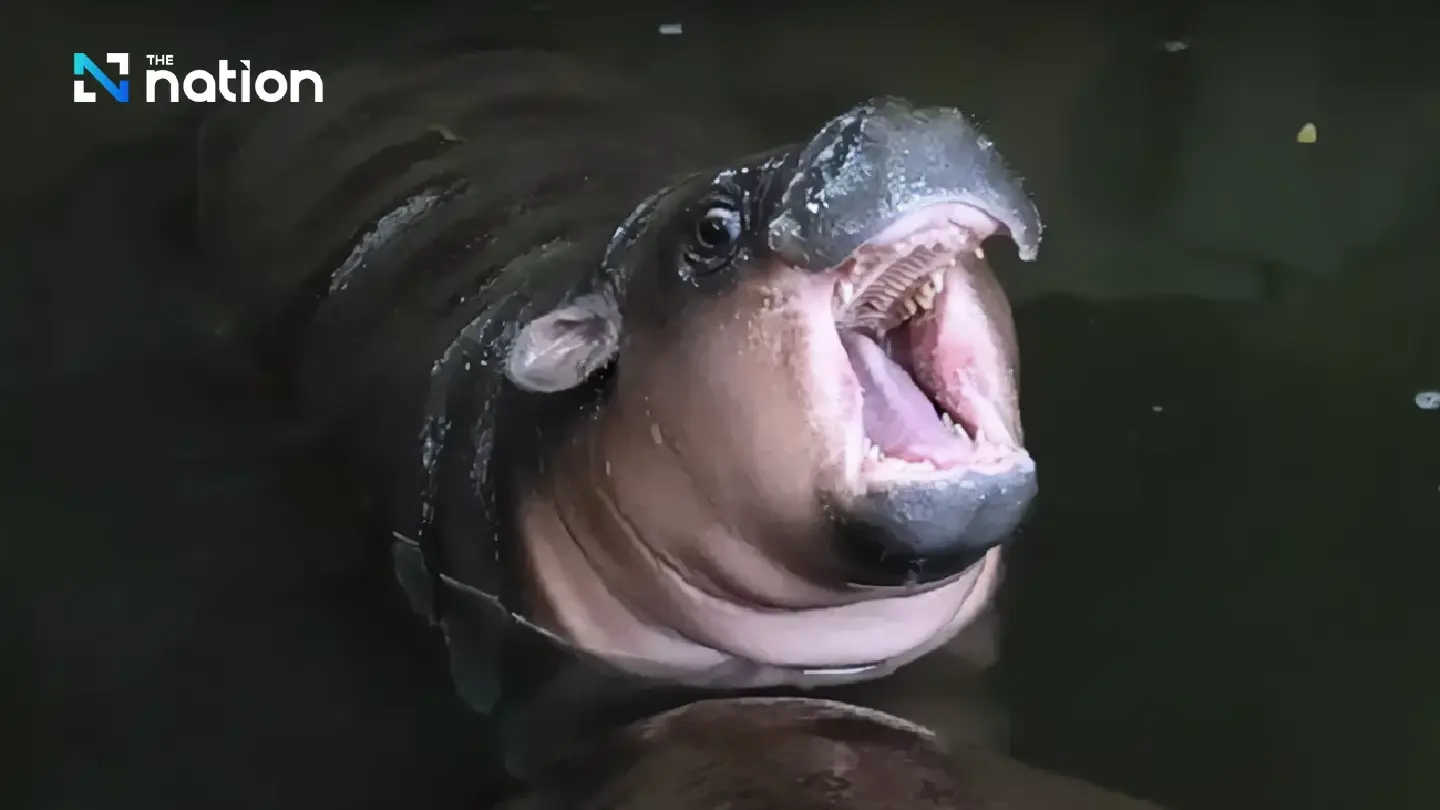 Pygmy Hippo Fever: Khon Kaen Zoo Welcomes Moo Deng’s Newest Relative Pygmy Hippo Fever: Khon Kaen Zoo Welcomes Moo Deng’s Newest Relative