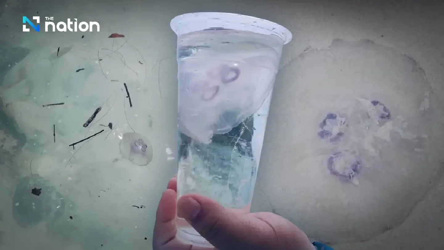 Moon jellyfish wash ashore at Phuket’s Racha Yai, tourists warned Moon jellyfish wash ashore at Phuket’s Racha Yai, tourists warned